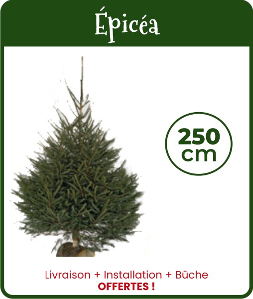 Livraison sapin de Noël Épicéa 250 cm